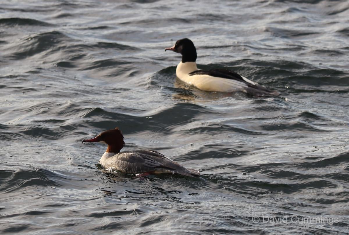 Goosander