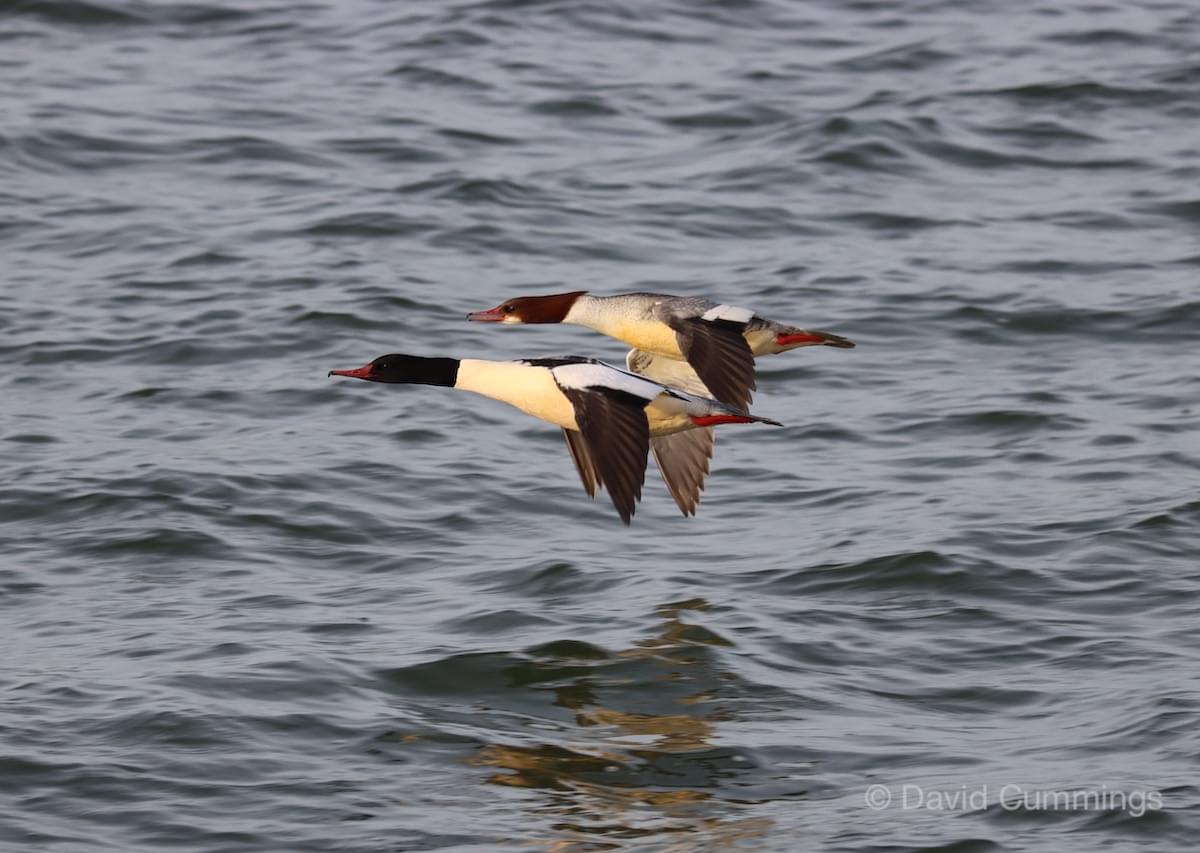 Goosander