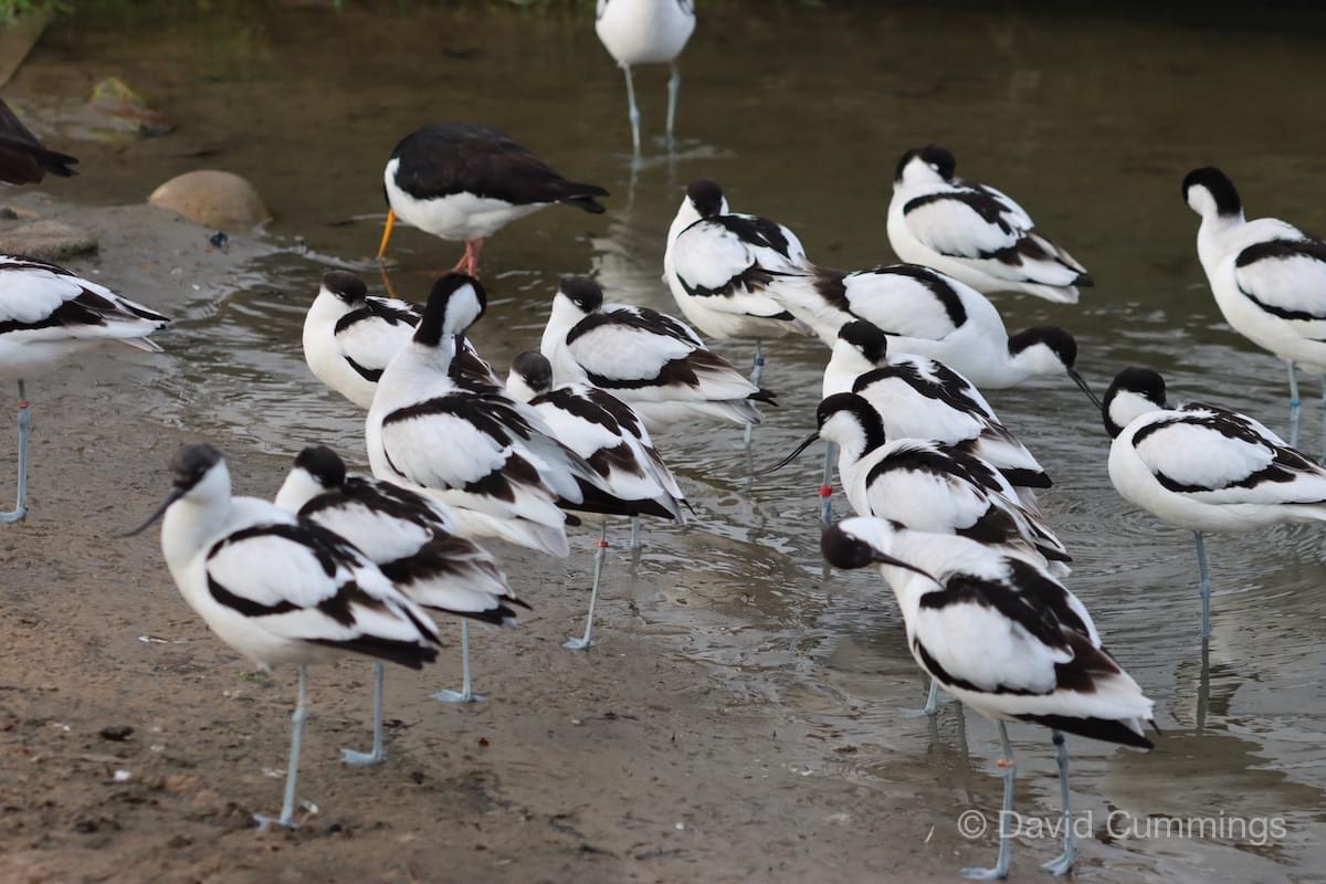 Avocets