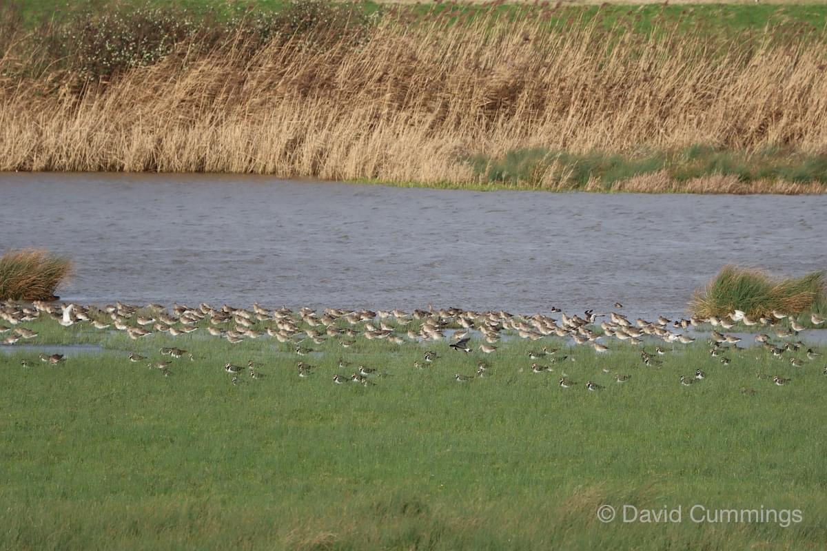 Lapwing and Bar Tailed Godwits