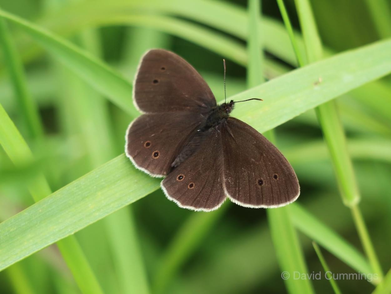 Ringlet Butterfly