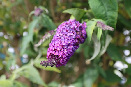 Budliah Bush