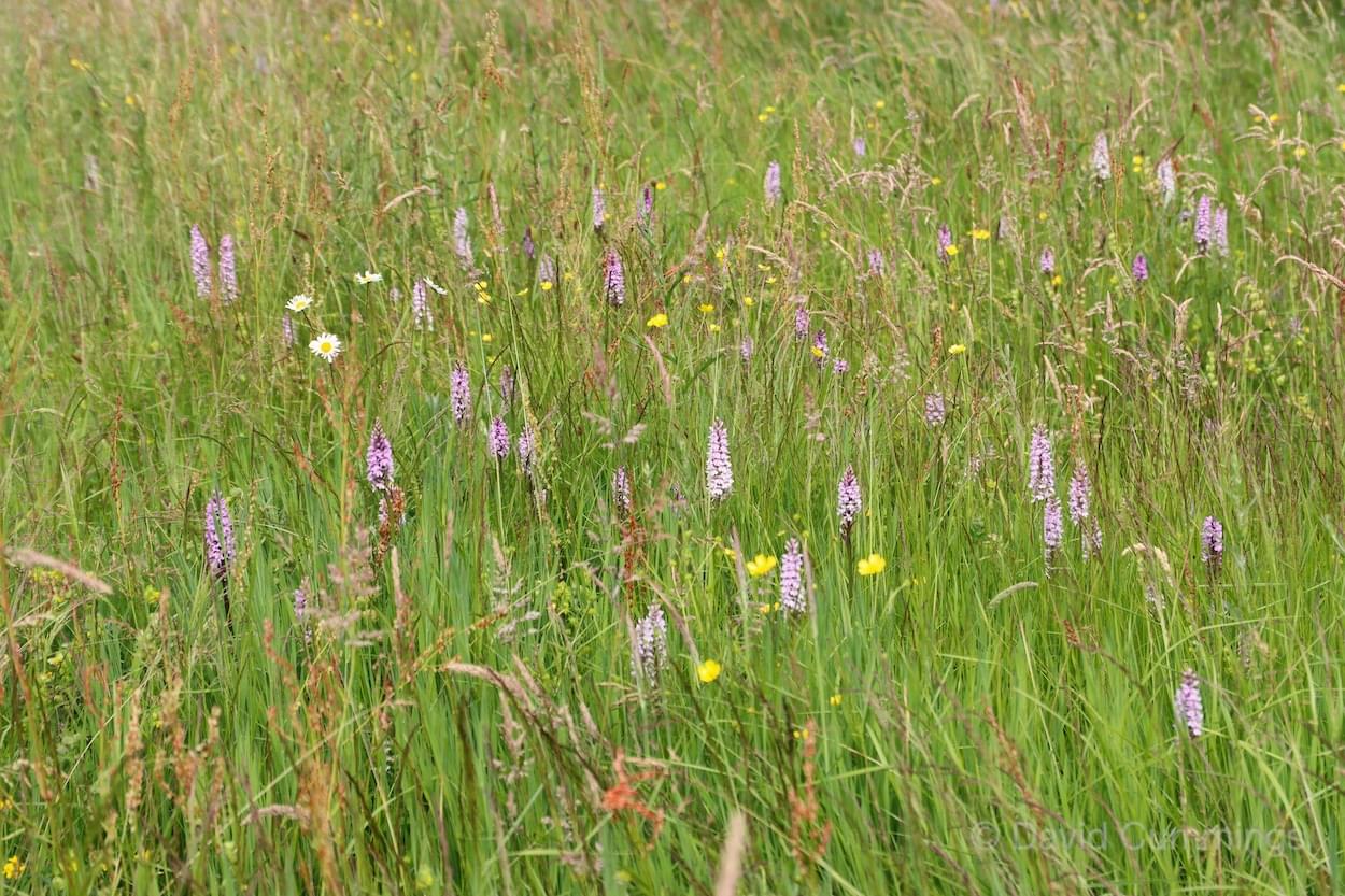 Legion Meadow, Christleton