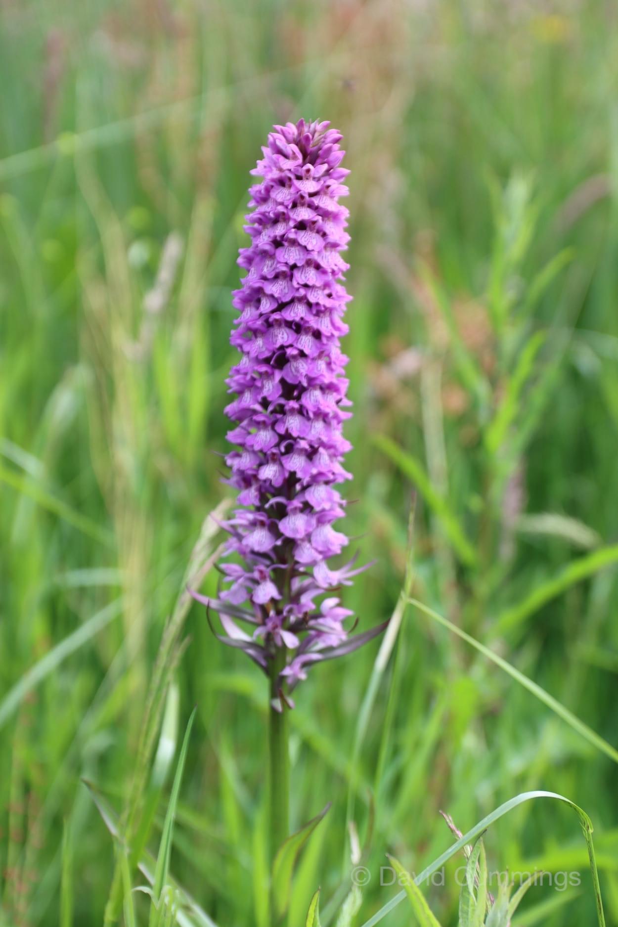 Common Spotted Orchid