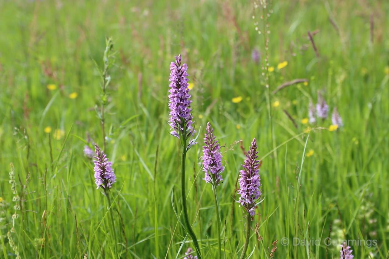 Orchids in Legion Meadow, Christleton