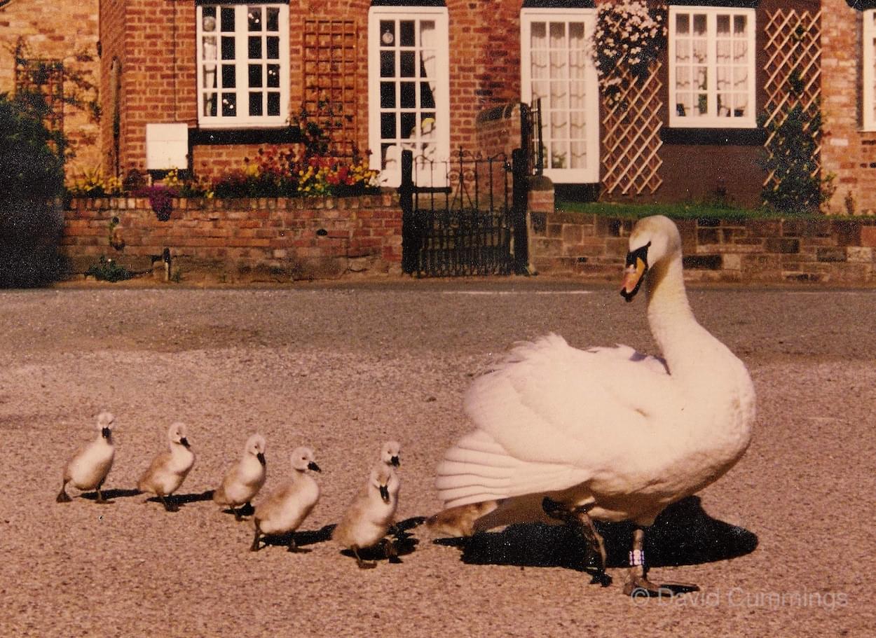 Swans walk through Christleton