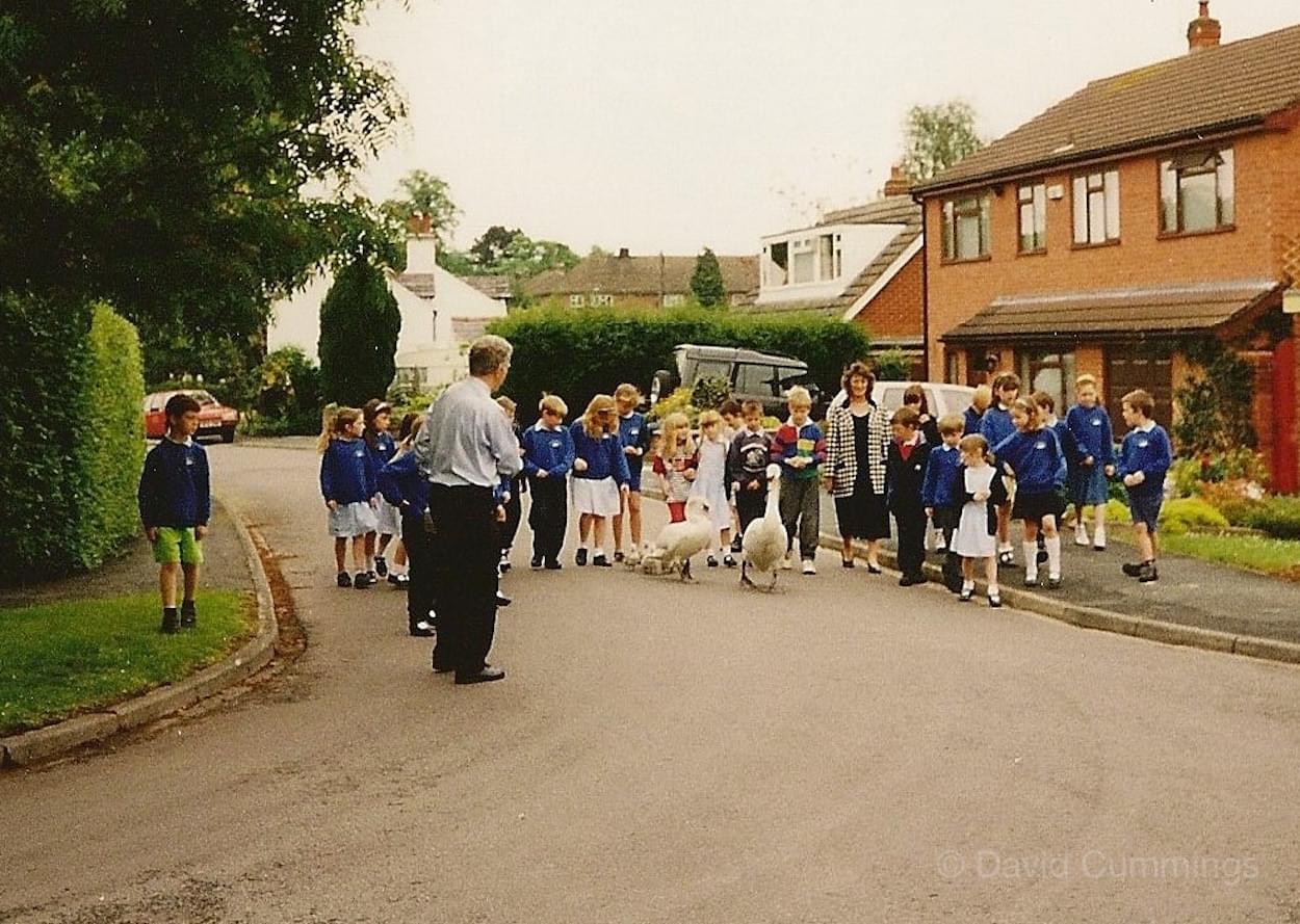 Swans on the move through Christleton
