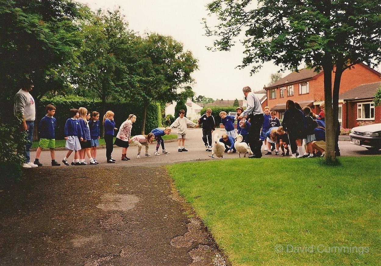 Swans near Christleton Primary School