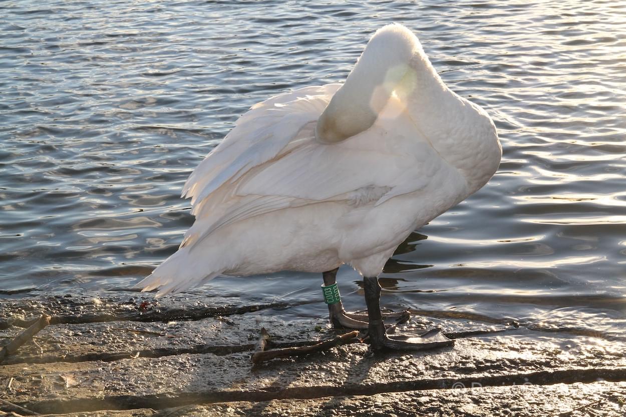 Green Ring Cheshire Swan