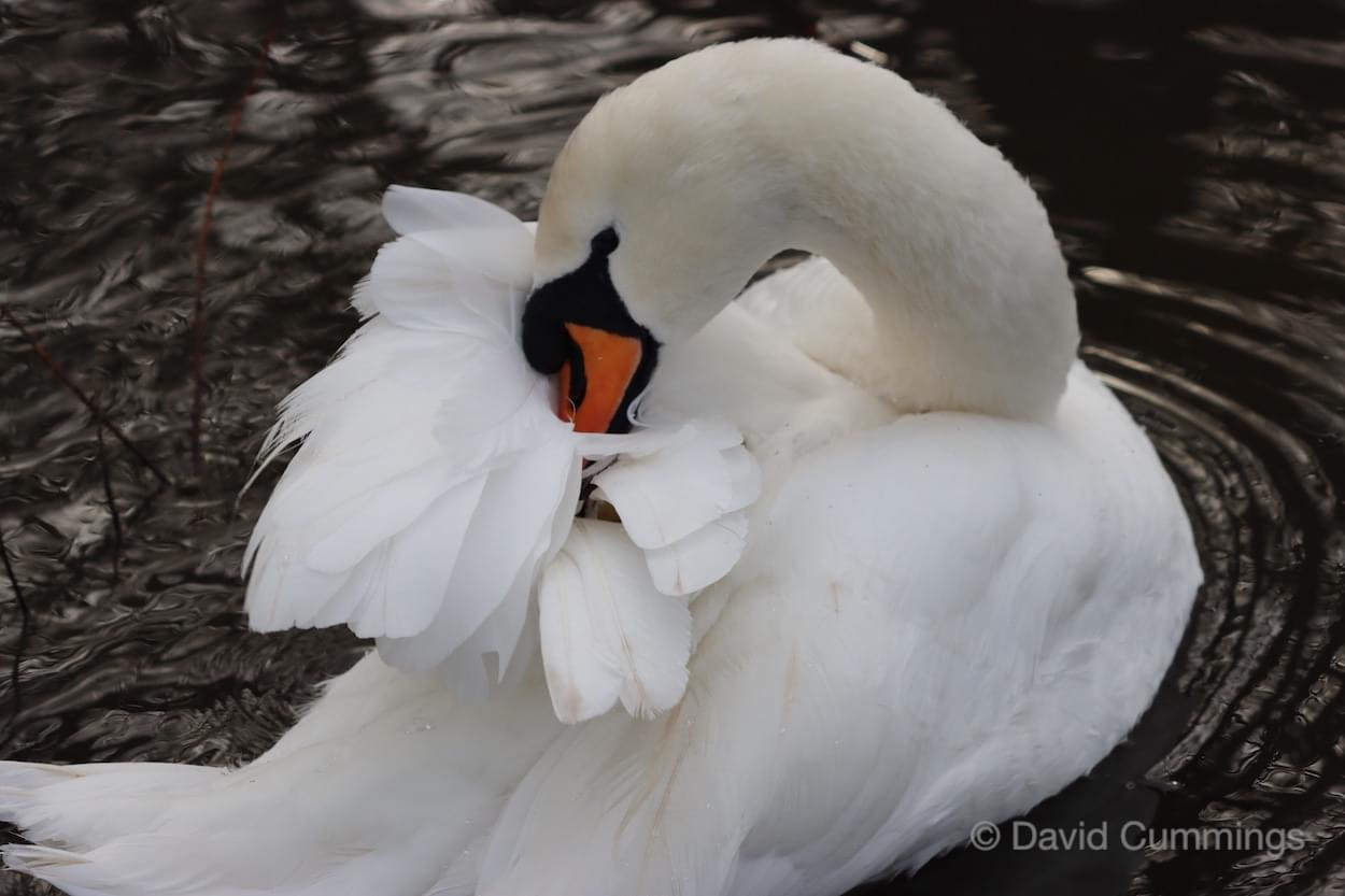 Swan preening