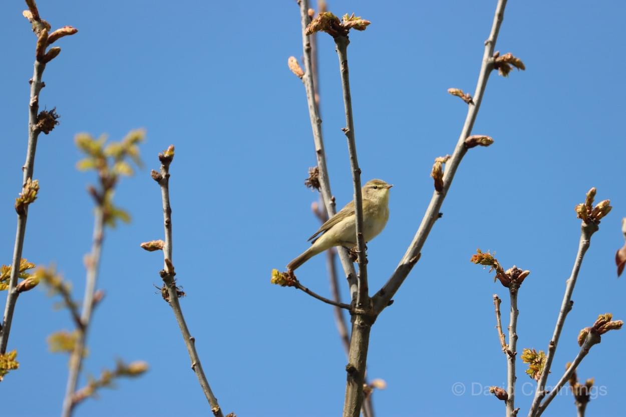 Willow Warbler