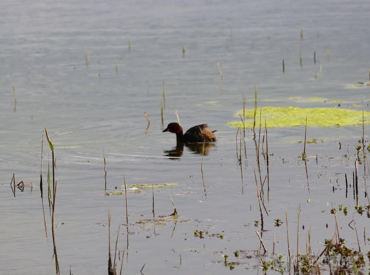Little Grebe