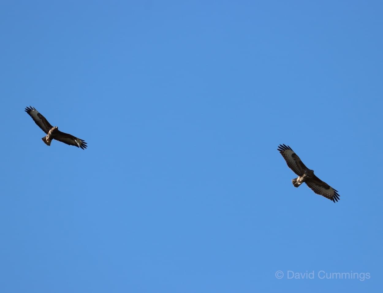 Buzzards over Croft Close Waverton