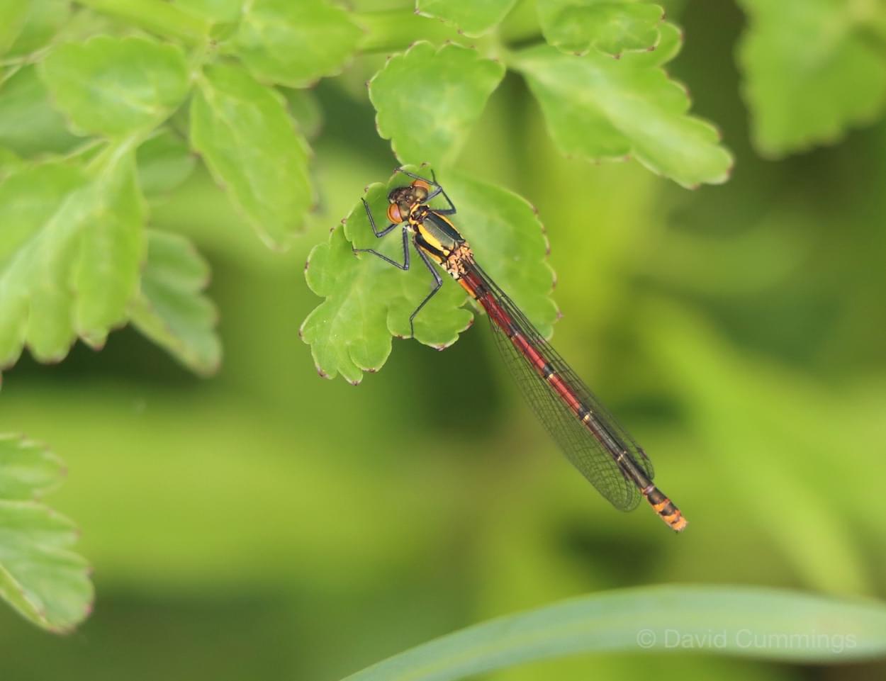 Large Red Damselfly