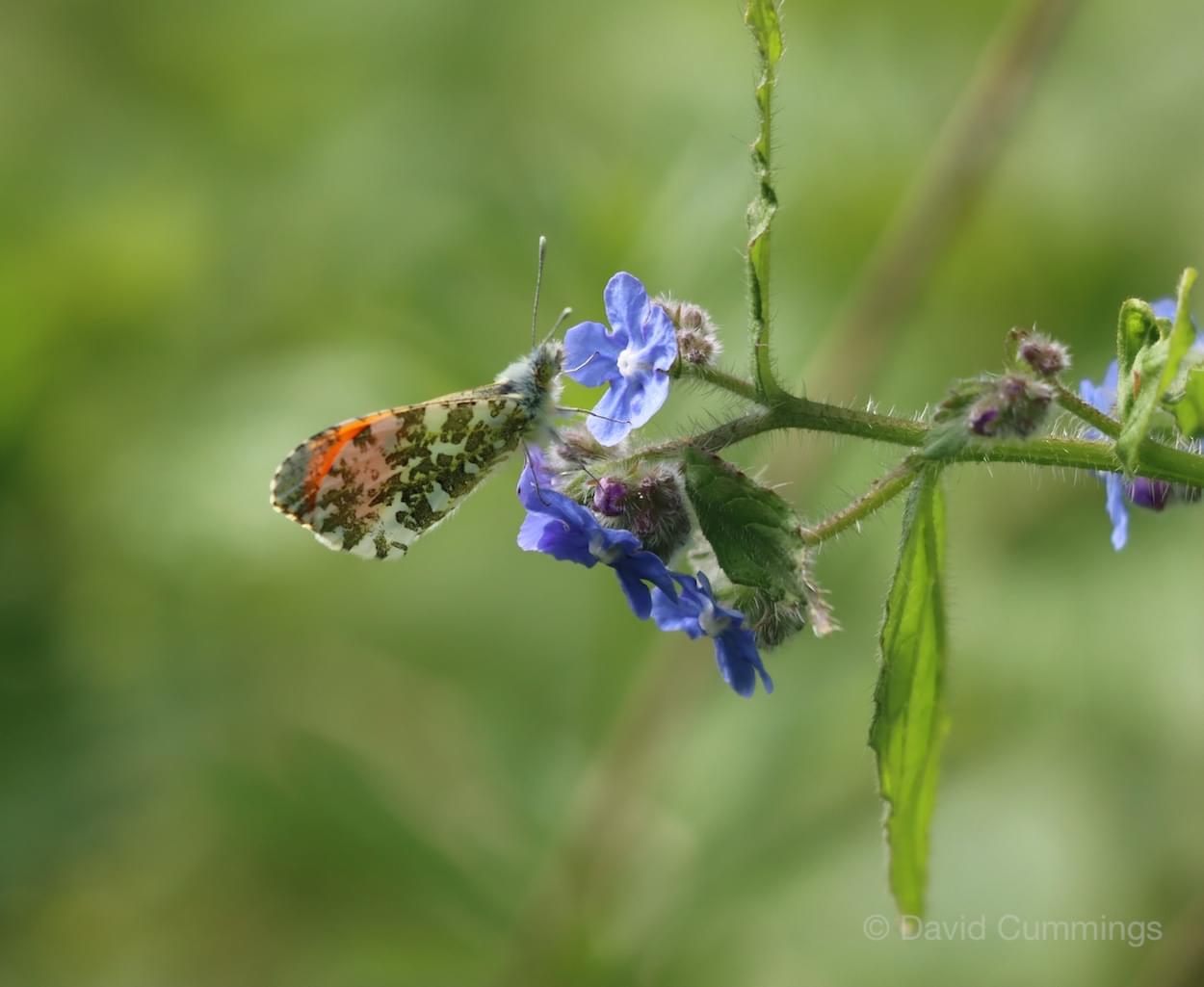 Orange Tip Male