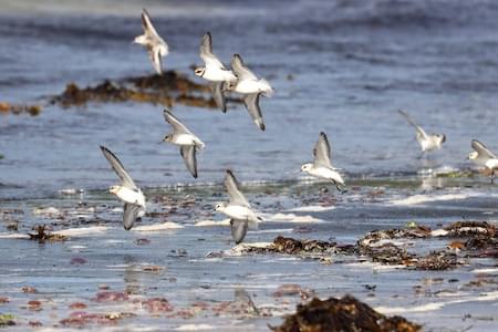 Waders on the Shore