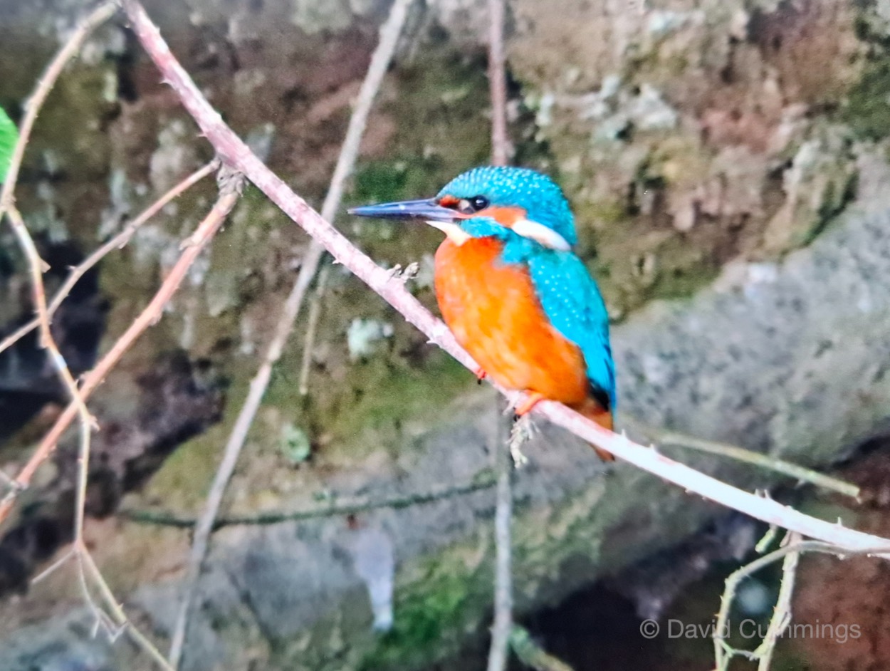 Kingfisher  Kingfisher