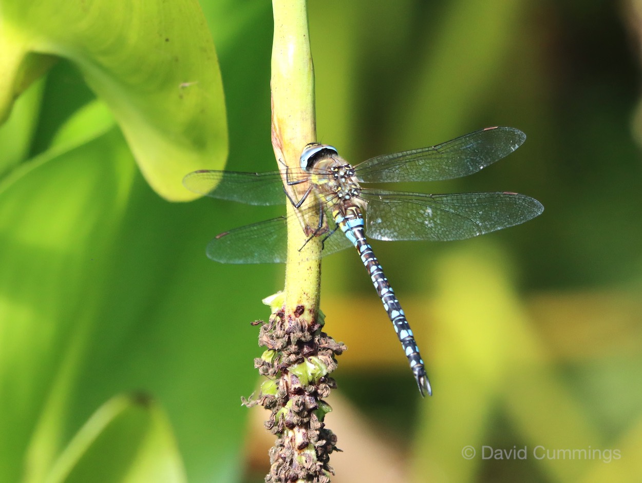 Migrant Hawker  Migrant Hawker
