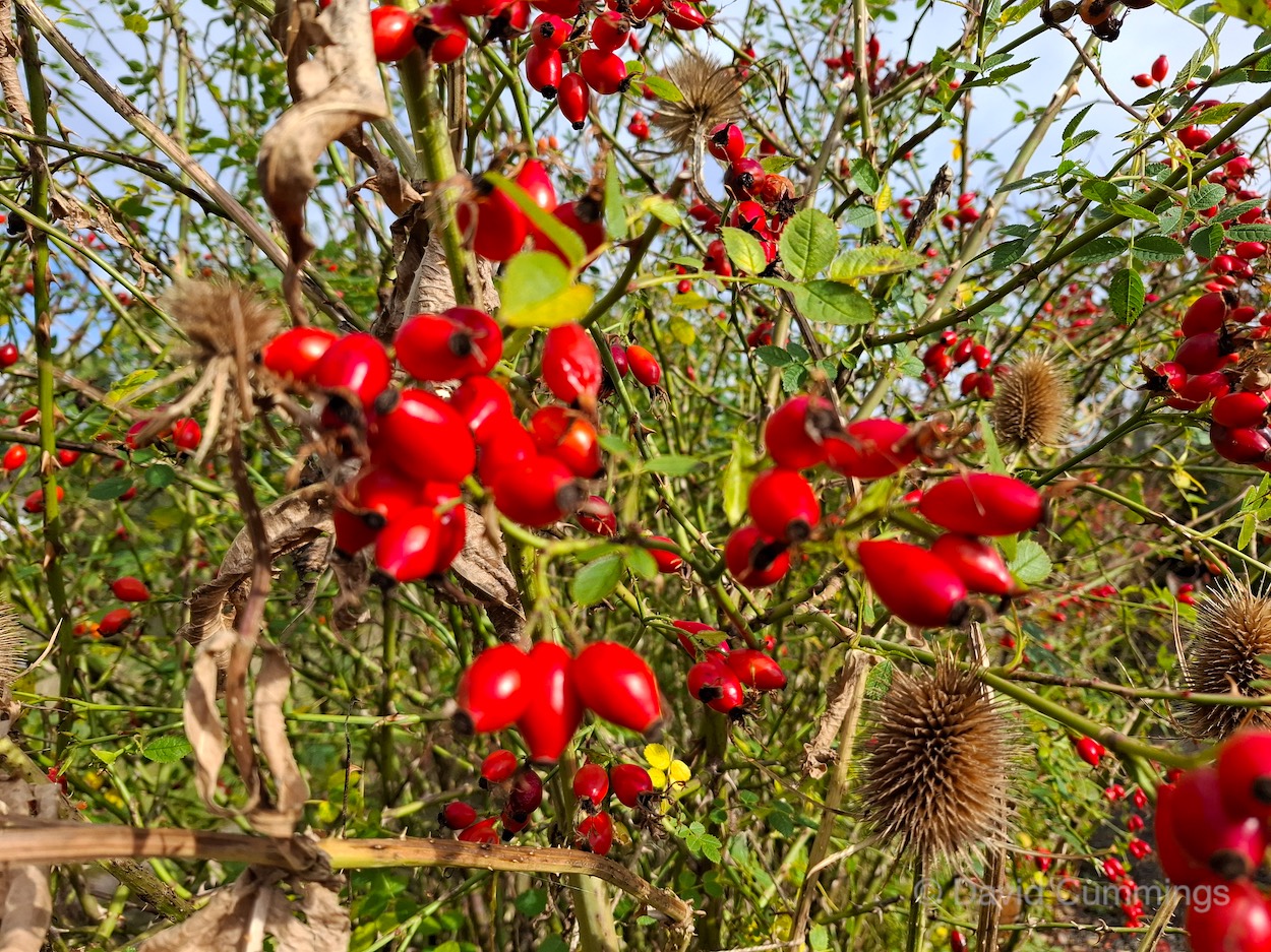 Rose Hips  Rose Hips