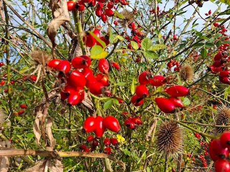 Rose Hips
