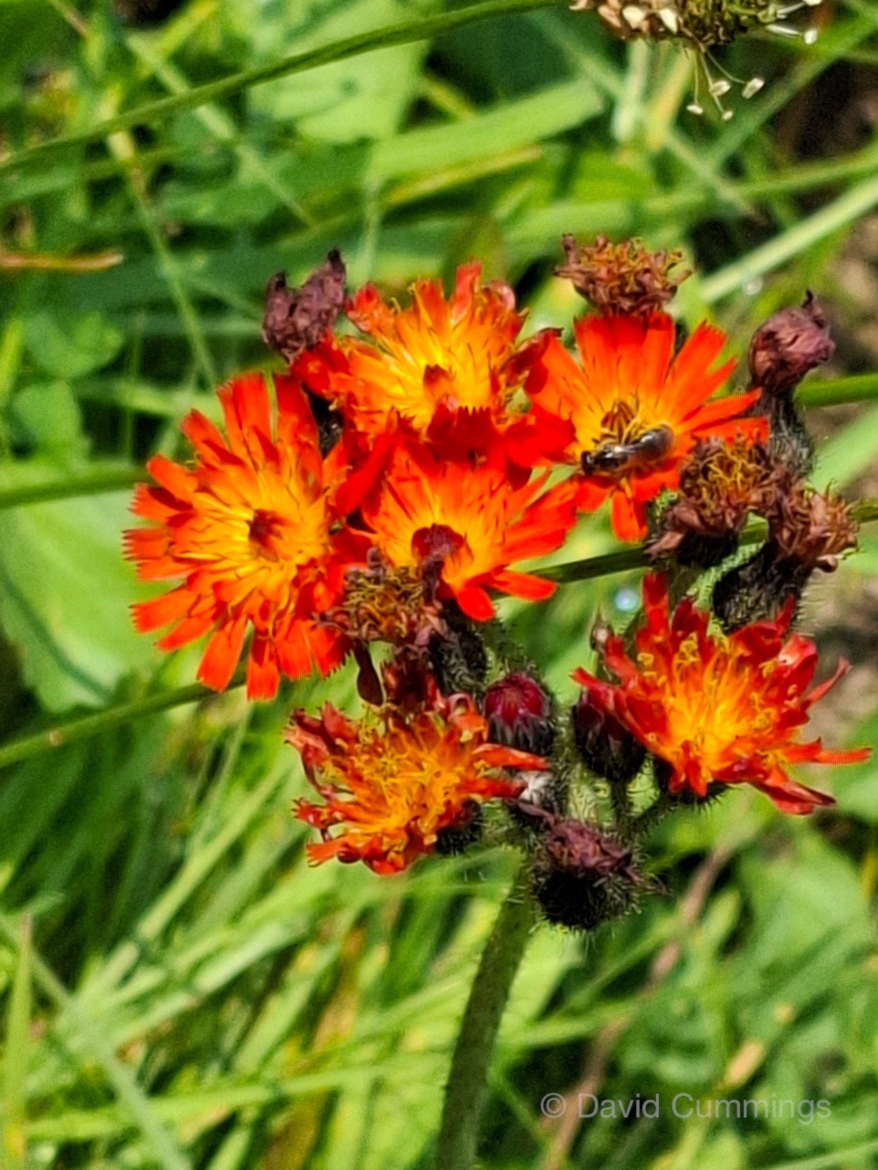 Fire Weed  Fire Weed