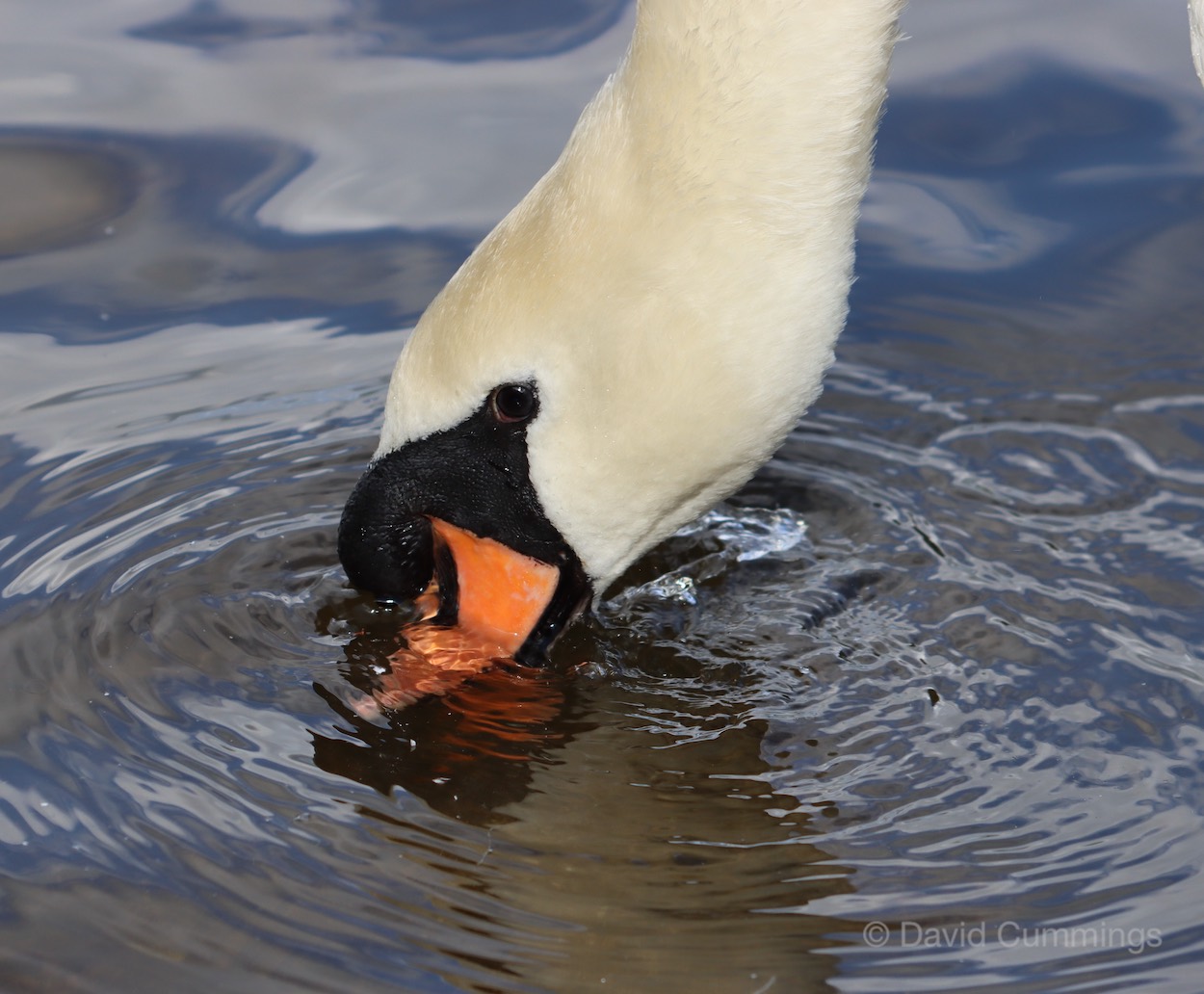 Mute Swan Drinking  Mute Swan Drinking