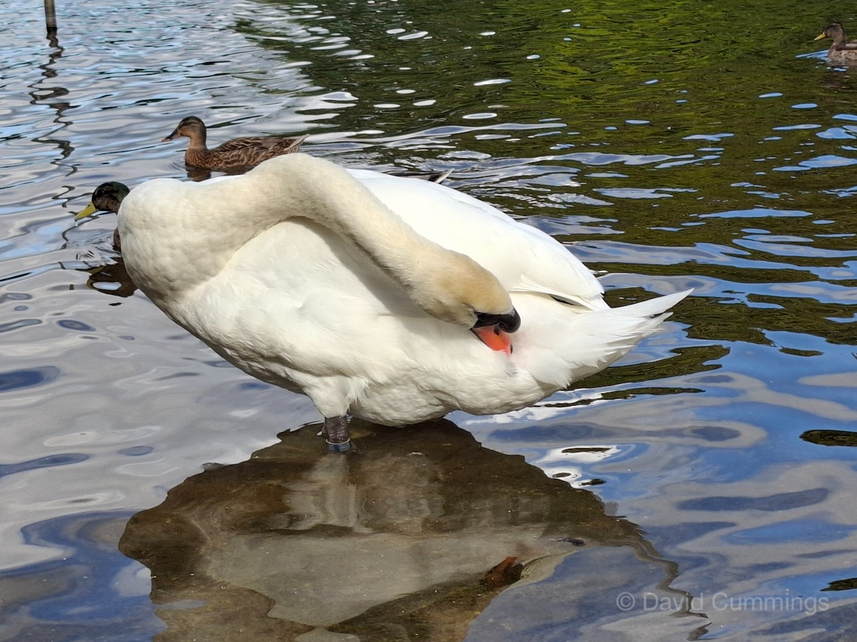 Mute Swan spreading oil  Mute Swan spreading oil