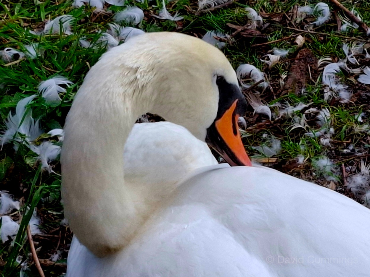 Mute Swan preening  Mute Swan preening