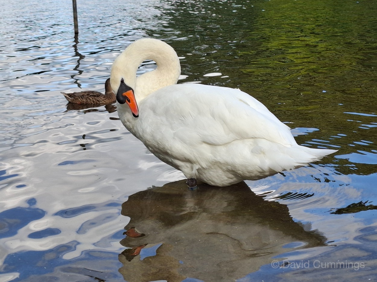 Mute Swan preening  Mute Swan preening