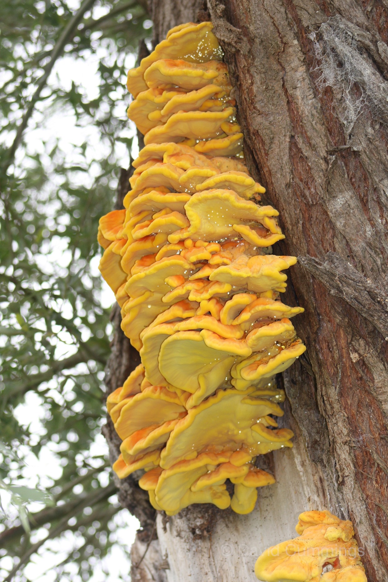 Cicken in the Wood  Cicken in the Wood