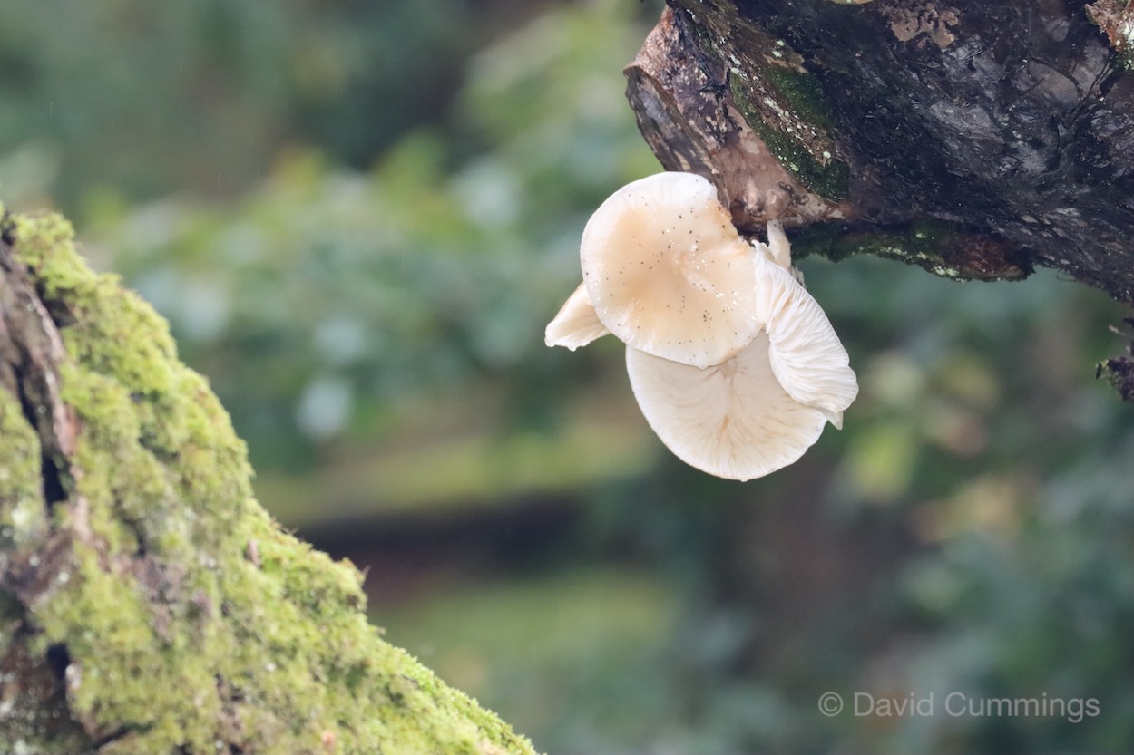 Oyster Fungus  Oyster Fungus