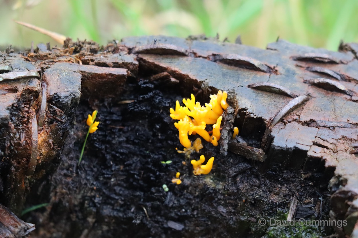 Fungus on a Tree Stump  Fungus on a Tree Stump