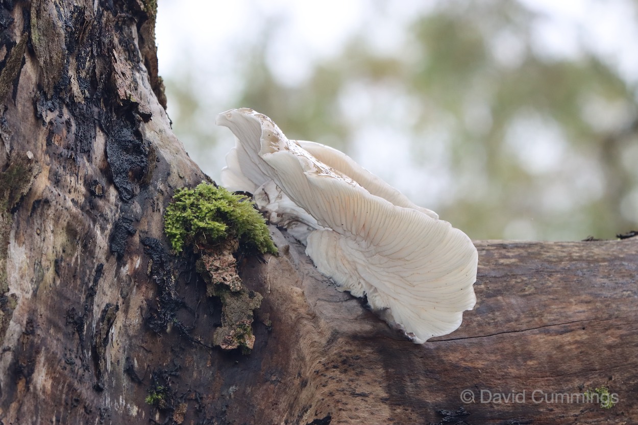 Oyster Fungus  Oyster Fungus