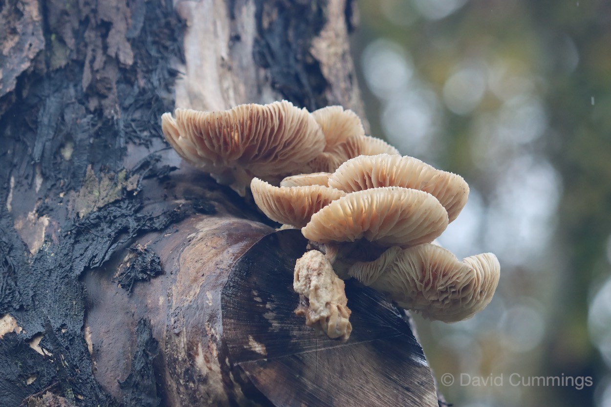 Oyster Fungus  Oyster Fungus