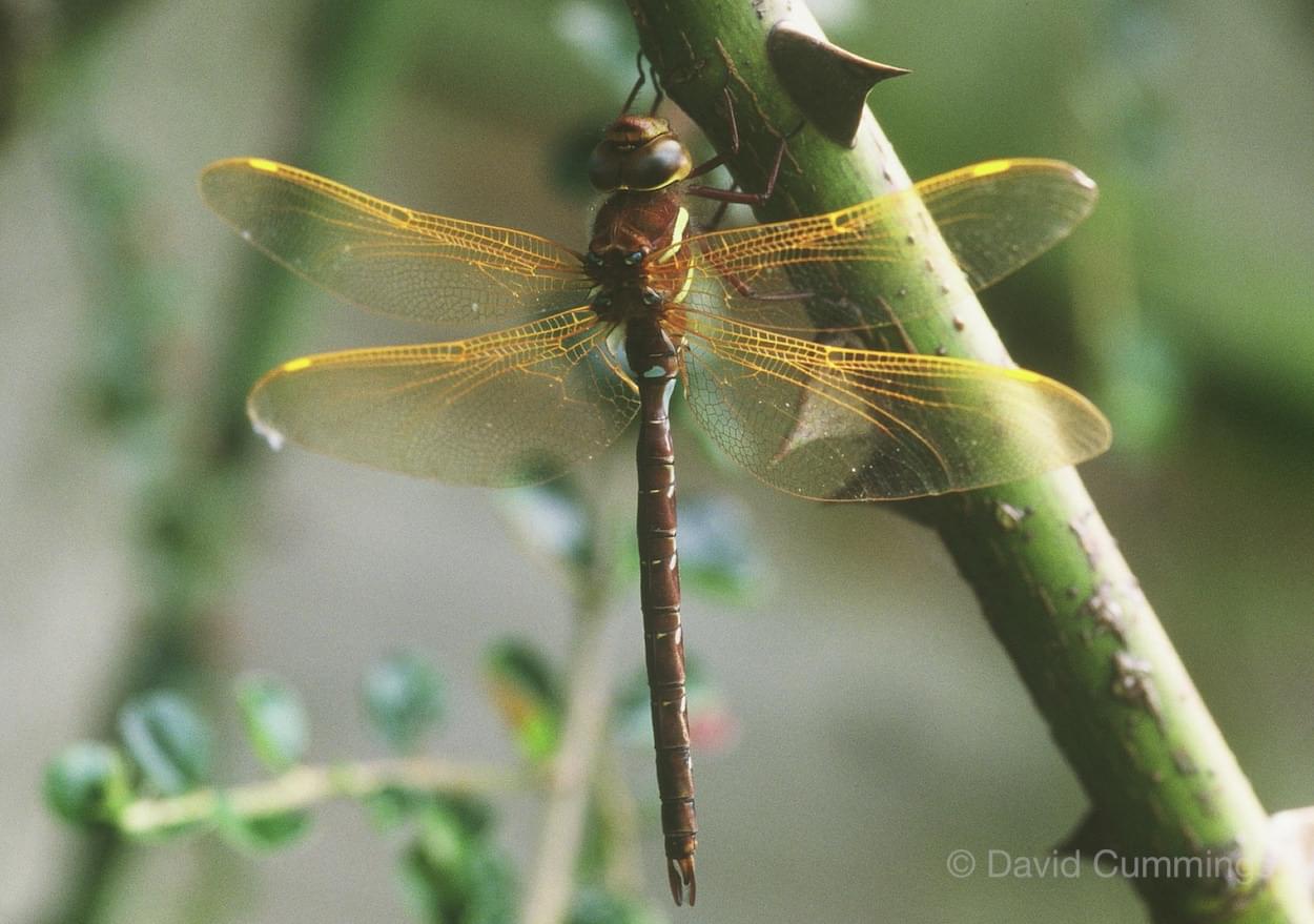 Brown Hawker  Brown Hawker