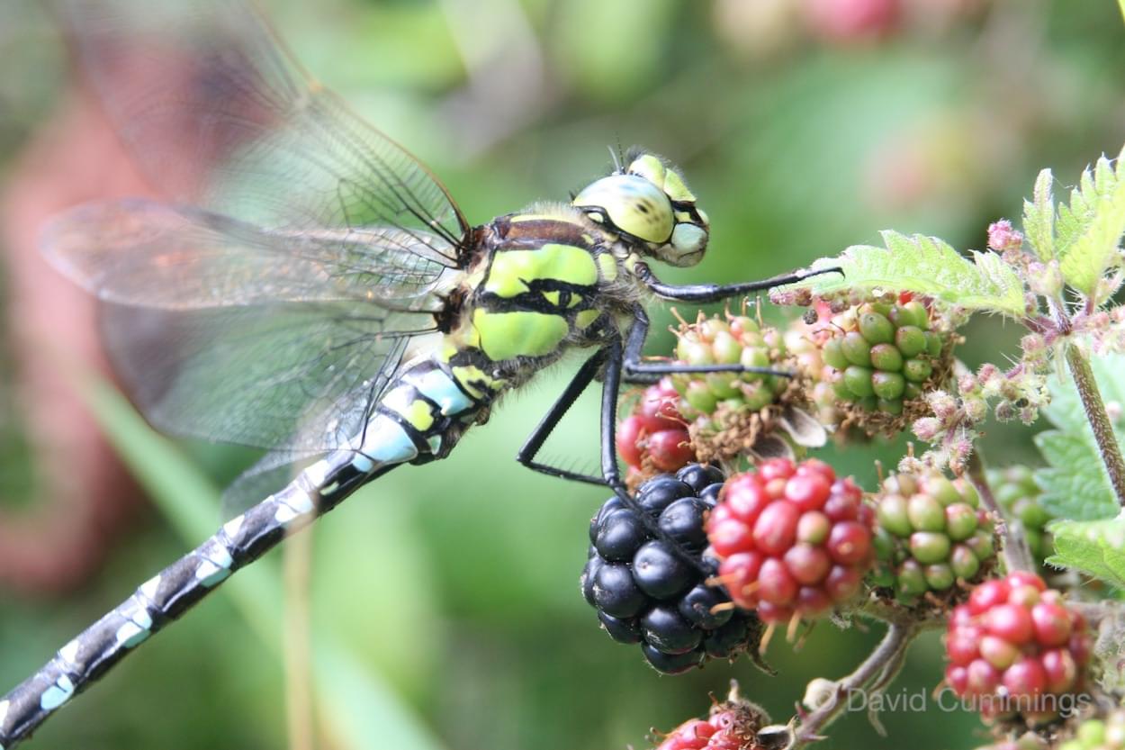 Southern Hawker  Southern Hawker