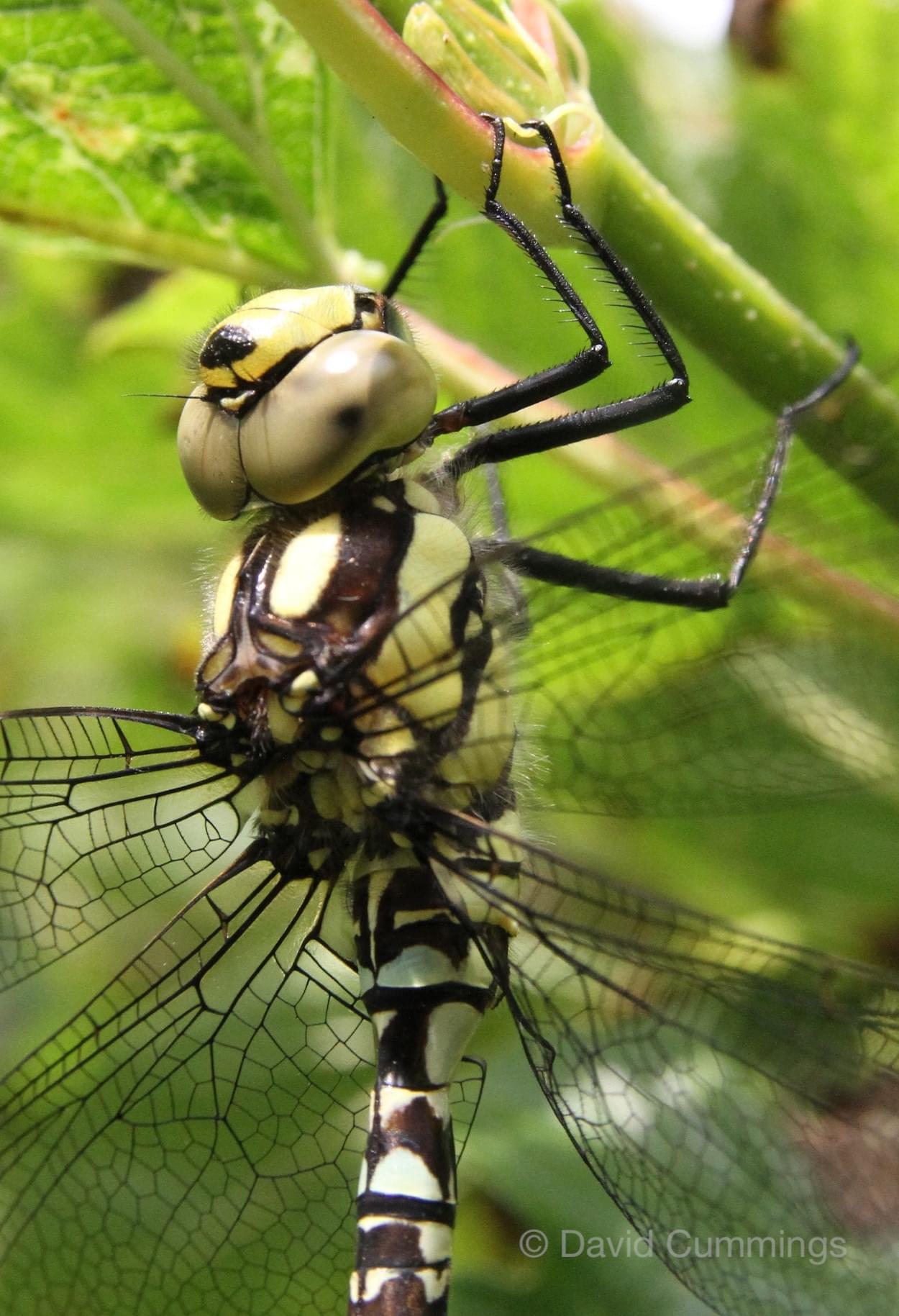 Southern Hawker close up  Southern Hawker close up
