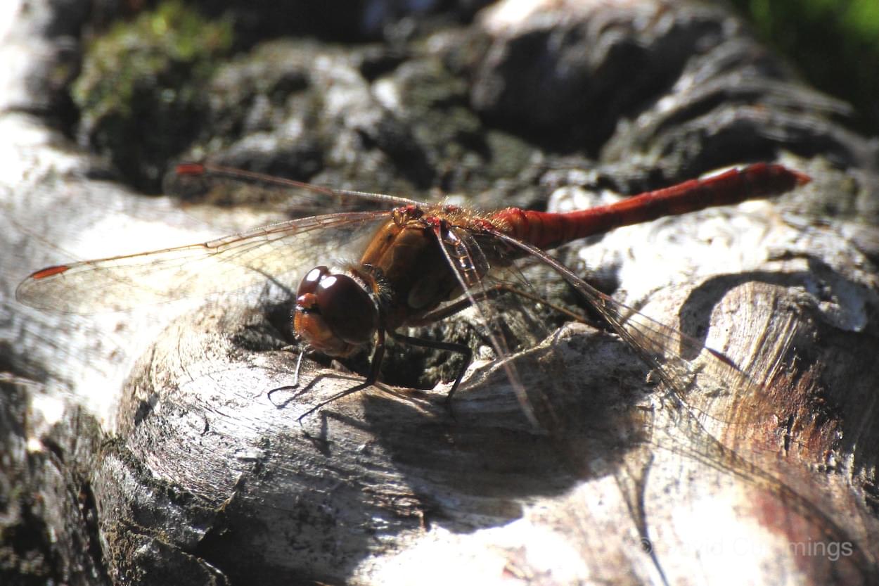 Common Darter  Common Darter