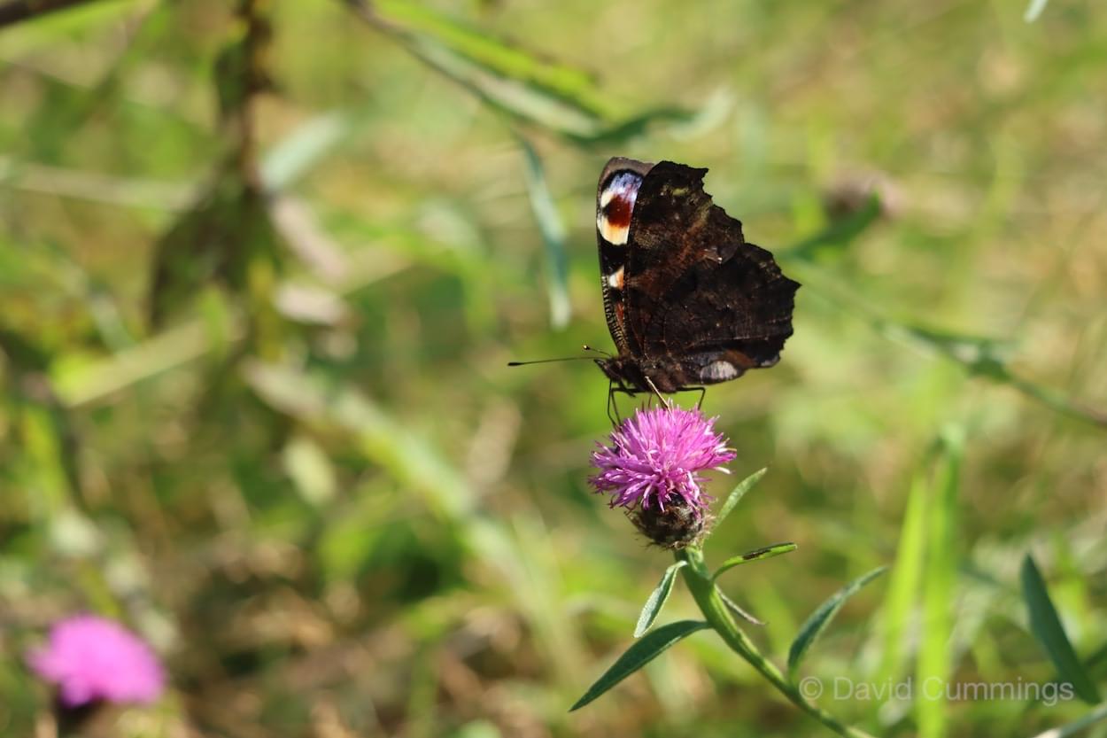 Underside of a Peacock Butterfly  Underside of a Peacock Butterfly