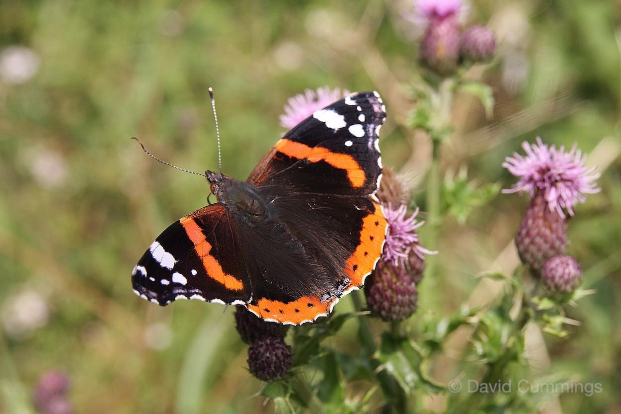Red Admiral Butterfly  Red Admiral Butterfly