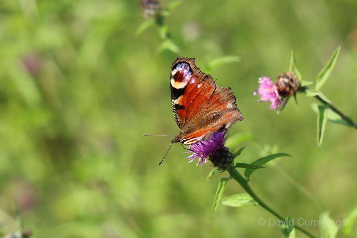 Peacock Butterfly  Peacock Butterfly