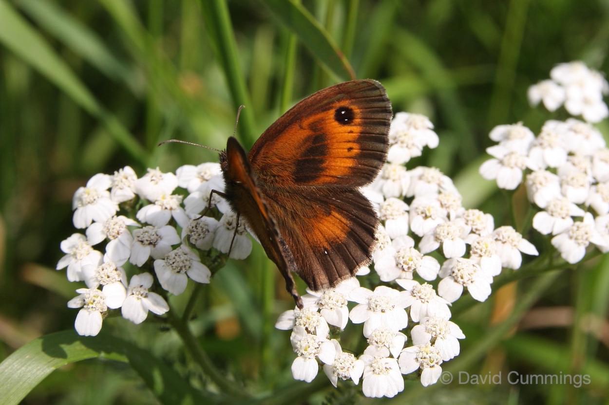 Gatekeeper  Gatekeeper