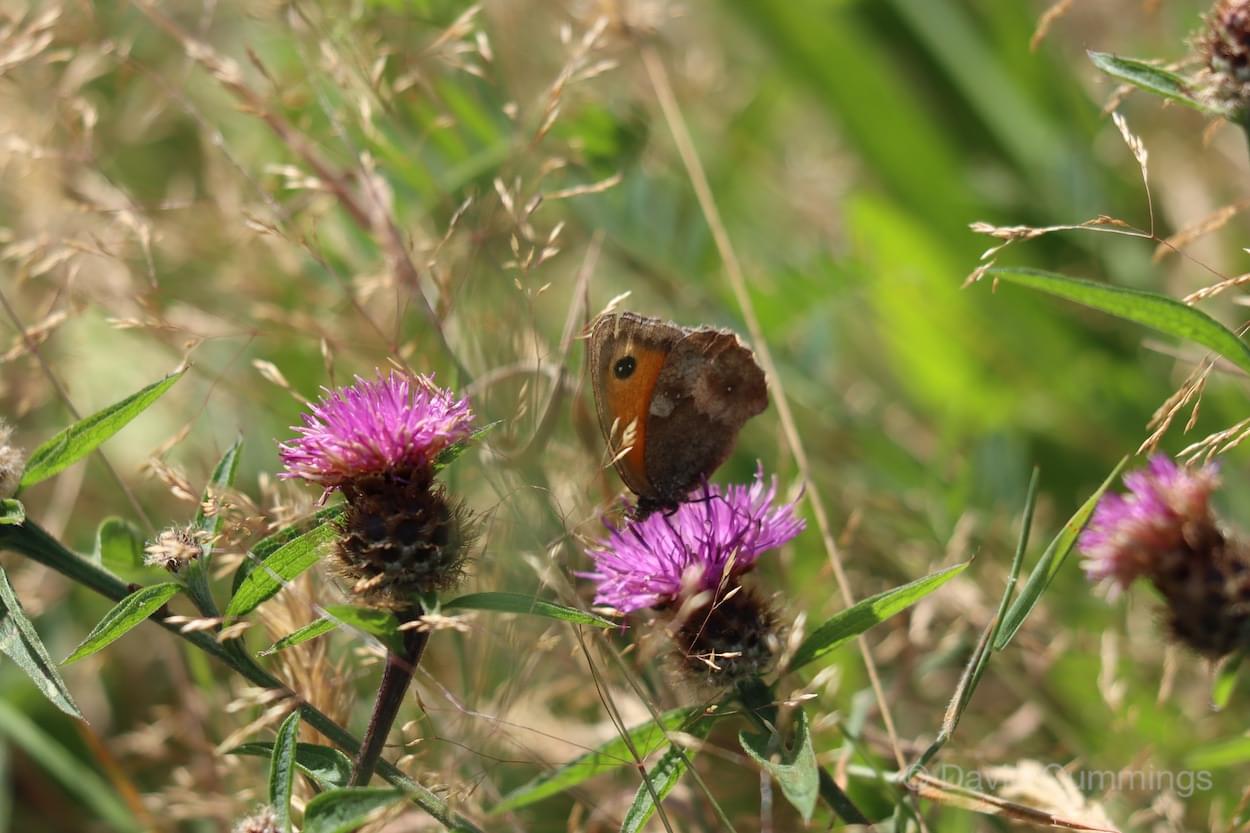 Gatekeeper  Gatekeeper