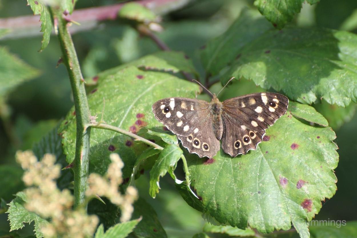 Speckled Wood  Speckled Wood