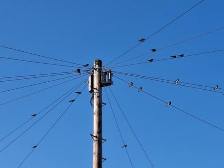 Swallows