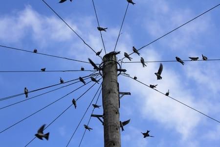 Swallows and Martins Gathering