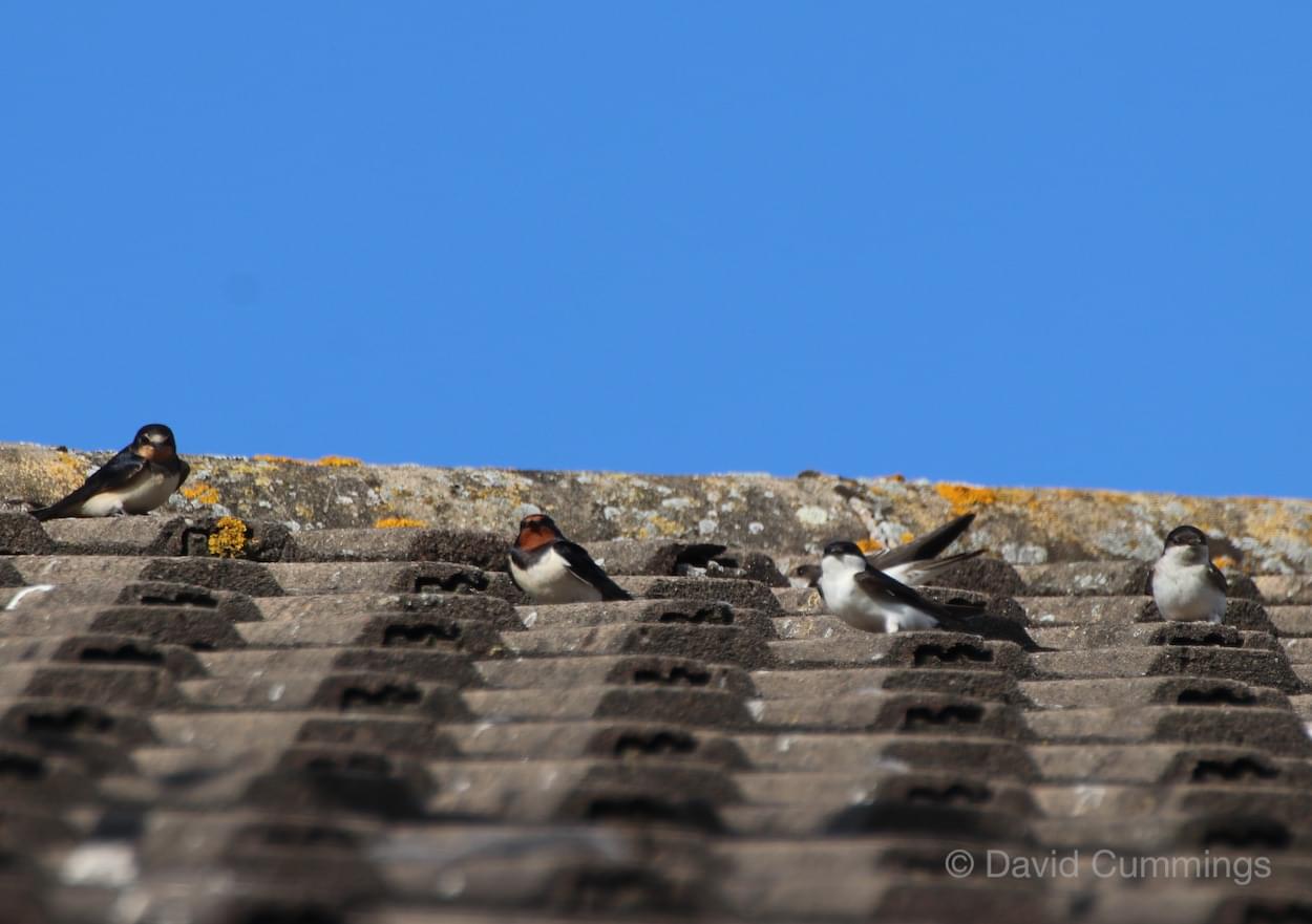 Swallows and Martins  Swallows and Martins