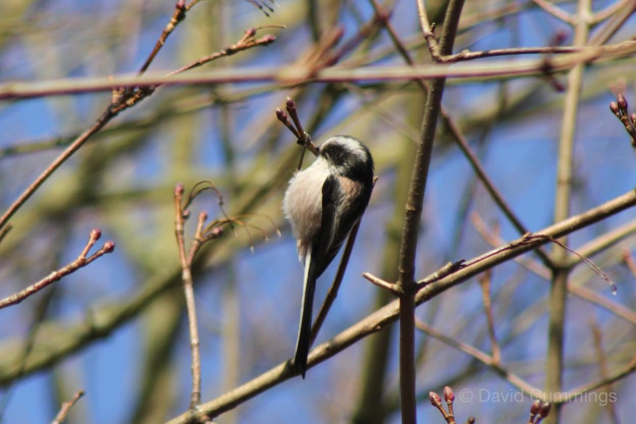 Long Tailed Tit  Long Tailed Tit